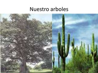 Nuestro arboles