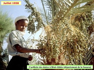 Juillet 1958




               Cueillette des dattes à Béni-Abbès (département de la Saoura)
 