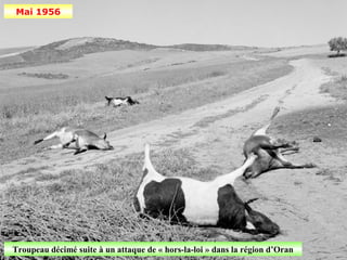 Mai 1956




Troupeau décimé suite à un attaque de « hors-la-loi » dans la région d’Oran
 