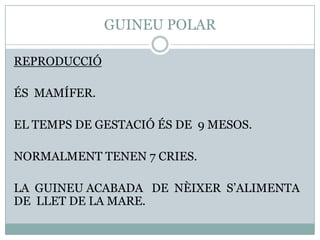 GUINEU POLAR
REPRODUCCIÓ
ÉS MAMÍFER.
EL TEMPS DE GESTACIÓ ÉS DE 9 MESOS.
NORMALMENT TENEN 7 CRIES.

LA GUINEU ACABADA DE NÈIXER S’ALIMENTA
DE LLET DE LA MARE.

 