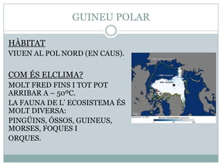 GUINEU POLAR
HÀBITAT
VIUEN AL POL NORD (EN CAUS).

COM ÉS ELCLIMA?
MOLT FRED FINS I TOT POT
ARRIBAR A – 50ºC.
LA FAUNA DE L’ ECOSISTEMA ÉS
MOLT DIVERSA:
PINGÜINS, ÓSSOS, GUINEUS,
MORSES, FOQUES I
ORQUES.

 