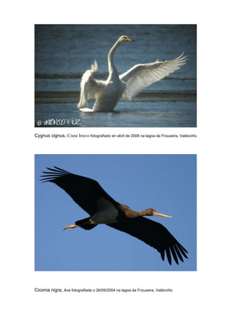 Cygnus cignus, Cisne bravo fotografiado en abril de 2008 na lagoa da Frouxeira, Valdoviño.




Ciconia nigra, Ave fotografiada o 26/09/2004 na lagoa da Frouxeira, Valdoviño
 
