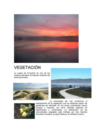 VEGETACIÓN
La Lagoa da Frouxeria es uno de los
mejores ejemplos de lagunas costeras del
litoral peninsular.




                                          La proximidad del mar condiciona el
                        asentamiento de la vegetación que se distribuye según los
                        gradientes de salinidad. En las dunas colonizadas crecen
                        musgos y líquenes, así como distintas especies de
                        leguminosas y compuestas. La distribución de las
                        comunidades vegetales está limitada por tres factores
                        naturales: el relieve, la capa freática y el ambiente marino.
 