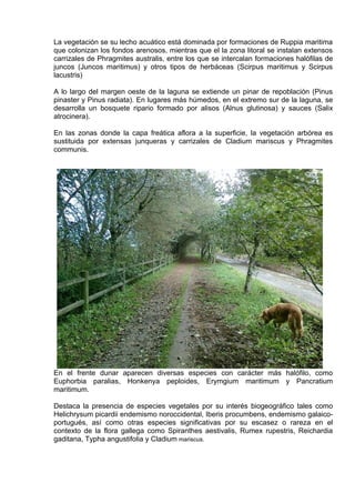 La vegetación se su lecho acuático está dominada por formaciones de Ruppia maritima
que colonizan los fondos arenosos, mientras que el la zona litoral se instalan extensos
carrizales de Phragmites australis, entre los que se intercalan formaciones halófilas de
juncos (Juncos maritimus) y otros tipos de herbáceas (Scirpus maritimus y Scirpus
lacustris)

A lo largo del margen oeste de la laguna se extiende un pinar de repoblación (Pinus
pinaster y Pinus radiata). En lugares más húmedos, en el extremo sur de la laguna, se
desarrolla un bosquete ripario formado por alisos (Alnus glutinosa) y sauces (Salix
atrocinera).

En las zonas donde la capa freática aflora a la superficie, la vegetación arbórea es
sustituida por extensas junqueras y carrizales de Cladium mariscus y Phragmites
communis.




En el frente dunar aparecen diversas especies con carácter más halófilo, como
Euphorbia paralias, Honkenya peploides, Erymgium maritimum y Pancratium
maritimum.

Destaca la presencia de especies vegetales por su interés biogeográfico tales como
Helichrysum picardii endemismo noroccidental, Iberis procumbens, endemismo galaico-
portugués, así como otras especies significativas por su escasez o rareza en el
contexto de la flora gallega como Spiranthes aestivalis, Rumex rupestris, Reichardia
gaditana, Typha angustifolia y Cladium mariscus.
 