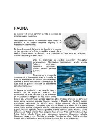 FAUNA
La laguna y el arenal permiten la vida a especies de
distintos grupos zoológicos.

Dentro del inventario de peces (ictiofauna) se detectó la
presencia e la anguila (Anguilla anguilla) y el
rodaballo(Psetta maxima).

En los márgenes de la laguna se detecto la presencia
de diez especies de anfibios como Hyla arborea, Rana
lberica, Triturus helveticus y Triturus boscai (tritón ibérico). Y dos especies de réptiles: :
la Vipera seoanei y la Natrix natrix.

                        Entre los mamíferos se pueden encuentrar: Rhinolophus
                        ferrumequinum, Rhinolophus hipposideros, Myotis myotis,
                        Galemys       pyrenaicus,
                        Pipistrellus  pipistrellus,
                        Mustela erminea, Mustela
                        putorius.

                      Sin embargo, el grupo más
numeroso de la fauna presente en el humedal es
el de las aves que se encuentran tanto en el lago
como en el arenal de Valdoviño. En este grupo de
aves tanto se pueden observar las sedentarias
como las migratorias.

La laguna es empleada como zona de paso o
estancia en la migración invernal. Son
abundantes las aves limícolas que se alimentan
en los arenales y fangales de las riberas como
Calidris sp., Limosa limosa y Limosa lapponica. Otras limícolas prefieren los campos y
dunas como Numenius arquata, Vanellus vanellus y Pluvialis sp. También pueden
encontrarse ejemplares de: Alcedo atthis, Ardea purpurea (Garza Imperial),
Caprimulgus europaeus, Chlidonias niger, Circus aeruginosus, Gavia arctica, Gavia
immer, Gavia stellata, Ixobrychus minutus, Phalacrocorax carbo sinensis, Philomachus
pugnax, Pluvialis apricaria, Porzana porzana, Sterna albifrons, Sterna hirundo, Sterna
sandvicensis, Ardea cinerea, Anas strepera, Anas crecca, Anas platyrhynchos, Aythya
ferina, Aythya fuligula, Fulica atra, Haematopus ostralegus, Charadrius hiaticula,
Charadrius alexandrinus, Pluvialis squatarola, Vanellus vanellus, Calidris canutus,
Calidris alba, Calidris alpina, Acrocephalus scirpaceus, Emberiza schoeniclus.
 