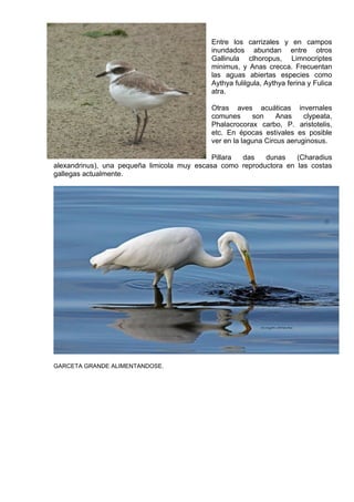 Entre los carrizales y en campos
                                            inundados abundan entre otros
                                            Gallinula clhoropus, Limnocriptes
                                            minimus, y Anas crecca. Frecuentan
                                            las aguas abiertas especies como
                                            Aythya fulilgula, Aythya ferina y Fulica
                                            atra.

                                            Otras aves acuáticas invernales
                                            comunes      son     Anas    clypeata,
                                            Phalacrocorax carbo, P. aristotelis,
                                            etc. En épocas estivales es posible
                                            ver en la laguna Circus aeruginosus.

                                             Pillara das   dunas    (Charadius
alexandrinus), una pequeña limicola muy escasa como reproductora en las costas
gallegas actualmente.




GARCETA GRANDE ALIMENTANDOSE.
 