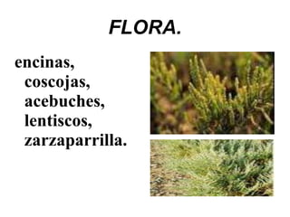 FLORA.
encinas,
coscojas,
acebuches,
lentiscos,
zarzaparrilla.
 