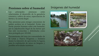 Presiones sobre el humedal
 Las principales amenazas están
relacionadas al desarrollo de la ganadería
extensiva, cultivo de arroz, especulación de
tierras y la cacería ilegal.
 Hay presiones para otorgar concesiones de
palma aceitera en el humedal. Existe una
fuerte presión humana sobre este humedal,
por la adjudicación ilegal de las tierras que
han sido reconocidas y delimitadas como
área protegida por ANAM.
 Terratenientes del área (en comunidades de
El Lirial y Nuevo Progreso) y foráneos
tienen la intensión de aprovechar la laguna
para la explotación de arroz en fangueo y
posibles actividades turísticas.
Imágenes del humedal
 