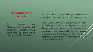 En esta laguna, se albergan diferentes
especies de peces, aves, crustáceos.
Pero desde 2007 se han llevado a cabo
actividades de canalización para
desaguarla y así preparar el terreno para
aumentar los monocultivos de palma
africana y de arroz (en su mayoría, de la
Empresa Agricultura y Servicios, S.A de
capital colombiano).
Descripción del
humedal
La Laguna de
Matusagaratí es parte del
tapón del Darién y es el
reservorio de agua dulce
más grande de Panamá.
 