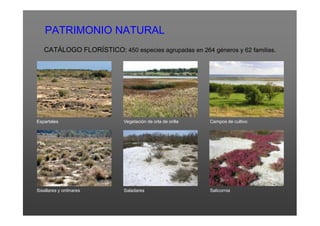 PATRIMONIO NATURAL
   CATÁLOGO FLORÍSTICO: 450 especies agrupadas en 264 géneros y 62 familias.




Espartales                  Vegetación de orla de orilla   Campos de cultivo




Sisallares y ontinares      Saladares                      Salicornia
 