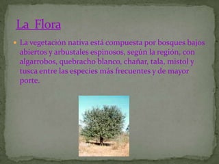  La vegetación nativa está compuesta por bosques bajos
 abiertos y arbustales espinosos, según la región, con
 algarrobos, quebracho blanco, chañar, tala, mistol y
 tusca entre las especies más frecuentes y de mayor
 porte.
 