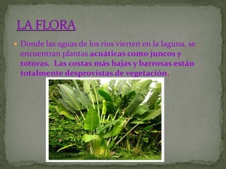  Donde las aguas de los ríos vierten en la laguna, se
  encuentran plantas acuáticas como juncos y
  totoras. Las costas más bajas y barrosas están
  totalmente desprovistas de vegetación.
 