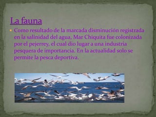  Como resultado de la marcada disminución registrada
 en la salinidad del agua, Mar Chiquita fue colonizada
 por el pejerrey, el cual dio lugar a una industria
 pesquera de importancia. En la actualidad solo se
 permite la pesca deportiva.
 
