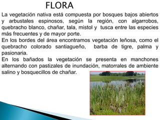 FLORA
La vegetación nativa está compuesta por bosques bajos abiertos
y arbustales espinosos, según la región, con algarrobos,
quebracho blanco, chañar, tala, mistol y tusca entre las especies
más frecuentes y de mayor porte.
En los bordes del área encontramos vegetación leñosa, como el
quebracho colorado santiagueño, barba de tigre, palma y
pasionaria.
En los bañados la vegetación se presenta en manchones
alternando con pastizales de inundación, matorrales de ambiente
salino y bosquecillos de chañar.
 