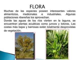 FLORA
Muchas de las especies poseen interesantes valores
alimenticios,   medicinales    e   industriales. Algunas
poblaciones ribereñas los aprovechan.
Donde las aguas de los ríos vierten en la laguna, se
encuentran plantas acuáticas como juncos y totoras. Las
costas más bajas y barrosas están totalmente desprovistas
de vegetación.
 