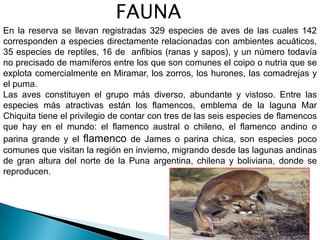 FAUNA
En la reserva se llevan registradas 329 especies de aves de las cuales 142
corresponden a especies directamente relacionadas con ambientes acuáticos,
35 especies de reptiles, 16 de anfibios (ranas y sapos), y un número todavía
no precisado de mamíferos entre los que son comunes el coipo o nutria que se
explota comercialmente en Miramar, los zorros, los hurones, las comadrejas y
el puma.
Las aves constituyen el grupo más diverso, abundante y vistoso. Entre las
especies más atractivas están los flamencos, emblema de la laguna Mar
Chiquita tiene el privilegio de contar con tres de las seis especies de flamencos
que hay en el mundo: el flamenco austral o chileno, el flamenco andino o
parina grande y el flamenco de James o parina chica, son especies poco
comunes que visitan la región en invierno, migrando desde las lagunas andinas
de gran altura del norte de la Puna argentina, chilena y boliviana, donde se
reproducen.
 