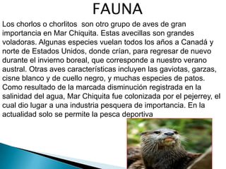 FAUNA
Los chorlos o chorlitos son otro grupo de aves de gran
importancia en Mar Chiquita. Estas avecillas son grandes
voladoras. Algunas especies vuelan todos los años a Canadá y
norte de Estados Unidos, donde crían, para regresar de nuevo
durante el invierno boreal, que corresponde a nuestro verano
austral. Otras aves características incluyen las gaviotas, garzas,
cisne blanco y de cuello negro, y muchas especies de patos.
Como resultado de la marcada disminución registrada en la
salinidad del agua, Mar Chiquita fue colonizada por el pejerrey, el
cual dio lugar a una industria pesquera de importancia. En la
actualidad solo se permite la pesca deportiva
 