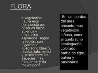 FLORA
  La vegetación            En los bordes
   nativa está            del área
   compuesta por          encontramos
   bosques bajos
   abiertos y             vegetación
   arbustales             leñosa, como
   espinosos, según       el quebracho
   la región, con
   algarrobos,            santiagueño
   quebracho blanco,      colorado,
   chañar, tala, mistol   barba de tigre,
   y tusca entre las
   especies más           palma y
   frecuentes y de        pasionaria.
   mayor porte.
 