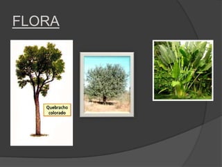 FLORA
 