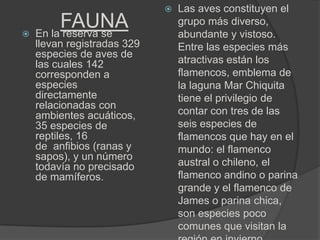    Las aves constituyen el
       FAUNA
 En la reserva se
                               grupo más diverso,
                               abundante y vistoso.
  llevan registradas 329       Entre las especies más
  especies de aves de
  las cuales 142               atractivas están los
  corresponden a               flamencos, emblema de
  especies                     la laguna Mar Chiquita
  directamente                 tiene el privilegio de
  relacionadas con
  ambientes acuáticos,         contar con tres de las
  35 especies de               seis especies de
  reptiles, 16                 flamencos que hay en el
  de anfibios (ranas y         mundo: el flamenco
  sapos), y un número
  todavía no precisado         austral o chileno, el
  de mamíferos.                flamenco andino o parina
                               grande y el flamenco de
                               James o parina chica,
                               son especies poco
                               comunes que visitan la
 