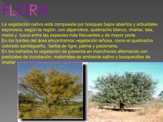 FLORA
La vegetación nativa está compuesta por bosques bajos abiertos y arbustales
espinosos, según la región, con algarrobos, quebracho blanco, chañar, tala,
mistol y tusca entre las especies más frecuentes y de mayor porte.
En los bordes del área encontramos vegetación leñosa, como el quebracho
colorado santiagueño, barba de tigre, palma y pasionaria.
En los bañados la vegetación se presenta en manchones alternando con
pastizales de inundación, matorrales de ambiente salino y bosquecillos de
chañar
 
