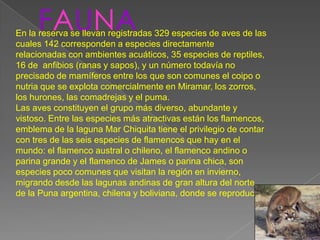 FAUNA
En la reserva se llevan registradas 329 especies de aves de las
cuales 142 corresponden a especies directamente
relacionadas con ambientes acuáticos, 35 especies de reptiles,
16 de anfibios (ranas y sapos), y un número todavía no
precisado de mamíferos entre los que son comunes el coipo o
nutria que se explota comercialmente en Miramar, los zorros,
los hurones, las comadrejas y el puma.
Las aves constituyen el grupo más diverso, abundante y
vistoso. Entre las especies más atractivas están los flamencos,
emblema de la laguna Mar Chiquita tiene el privilegio de contar
con tres de las seis especies de flamencos que hay en el
mundo: el flamenco austral o chileno, el flamenco andino o
parina grande y el flamenco de James o parina chica, son
especies poco comunes que visitan la región en invierno,
migrando desde las lagunas andinas de gran altura del norte
de la Puna argentina, chilena y boliviana, donde se reproducen
 