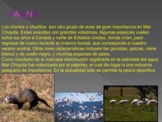 FAUNA
Los chorlos o chorlitos son otro grupo de aves de gran importancia en Mar
Chiquita. Estas avecillas son grandes voladoras. Algunas especies vuelan
todos los años a Canadá y norte de Estados Unidos, donde crían, para
regresar de nuevo durante el invierno boreal, que corresponde a nuestro
verano austral. Otras aves características incluyen las gaviotas, garzas, cisne
blanco y de cuello negro, y muchas especies de patos.
Como resultado de la marcada disminución registrada en la salinidad del agua,
Mar Chiquita fue colonizada por el pejerrey, el cual dio lugar a una industria
pesquera de importancia. En la actualidad solo se permite la pesca deportiva
 