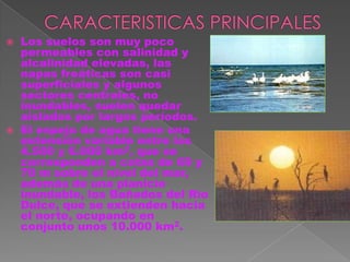    Los suelos son muy poco
    permeables con salinidad y
    alcalinidad elevadas, las
    napas freáticas son casi
    superficiales y algunos
    sectores centrales, no
    inundables, suelen quedar
    aislados por largos períodos.
   El espejo de agua tiene una
    extensión variable entre los
    4.500 y 6.000 km2, que se
    corresponden a cotas de 69 y
    70 m sobre el nivel del mar,
    además de una planicie
    inundable, los Bañados del Río
    Dulce, que se extienden hacia
    el norte, ocupando en
    conjunto unos 10.000 km2.
 