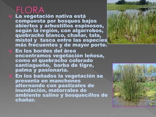    La vegetación nativa está
    compuesta por bosques bajos
    abiertos y arbustillos espinosos,
    según la región, con algarrobos,
    quebracho blanco, chañar, tala,
    mistol y tusca entre las especies
    más frecuentes y de mayor porte.
   En los bordes del área
    encontramos vegetación leñosa,
    como el quebracho colorado
    santiagueño, barba de tigre,
    palma y pasionaria.
   En los bañados la vegetación se
    presenta en manchones
    alternando con pastizales de
    inundación, matorrales de
    ambiente salino y bosquecillos de
    chañar.
 