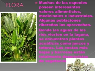  Muchas de las especies
  poseen interesantes
  valores alimenticios,
  medicinales e industriales.
  Algunas poblaciones
  ribereñas los aprovechan.
 Donde las aguas de los
  ríos vierten en la laguna,
  se encuentran plantas
  acuáticas como juncos y
  totoras. Las costas más
  bajas y barrosas están
  totalmente desprovistas
  de vegetación
 