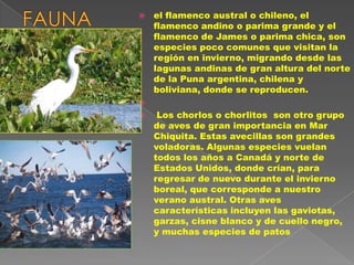    el flamenco austral o chileno, el
    flamenco andino o parima grande y el
    flamenco de James o parima chica, son
    especies poco comunes que visitan la
    región en invierno, migrando desde las
    lagunas andinas de gran altura del norte
    de la Puna argentina, chilena y
    boliviana, donde se reproducen.

    Los chorlos o chorlitos son otro grupo
    de aves de gran importancia en Mar
    Chiquita. Estas avecillas son grandes
    voladoras. Algunas especies vuelan
    todos los años a Canadá y norte de
    Estados Unidos, donde crían, para
    regresar de nuevo durante el invierno
    boreal, que corresponde a nuestro
    verano austral. Otras aves
    características incluyen las gaviotas,
    garzas, cisne blanco y de cuello negro,
    y muchas especies de patos
 
