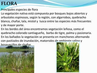 FLORA
Principales especies de flora
La vegetación nativa está compuesta por bosques bajos abiertos y
arbustales espinosos, según la región, con algarrobos, quebracho
blanco, chañar, tala, mistol y tusca entre las especies más frecuentes
y de mayor porte.
En los bordes del área encontramos vegetación leñosa, como el
quebracho colorado santiagueño, barba de tigre, palma y pasionaria.
En los bañados la vegetación se presenta en manchones alternando
con pastizales de inundación, matorrales de ambiente salino y
bosquecillos de chañar.
 