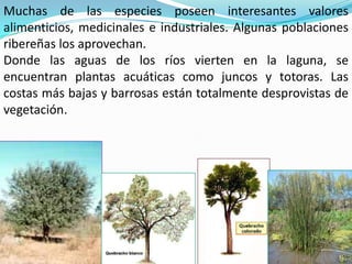 Muchas de las especies poseen interesantes valores
alimenticios, medicinales e industriales. Algunas poblaciones
ribereñas los aprovechan.
Donde las aguas de los ríos vierten en la laguna, se
encuentran plantas acuáticas como juncos y totoras. Las
costas más bajas y barrosas están totalmente desprovistas de
vegetación.
 