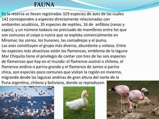 FAUNA
En la reserva se llevan registradas 329 especies de aves de las cuales
142 corresponden a especies directamente relacionadas con
ambientes acuáticos, 35 especies de reptiles, 16 de anfibios (ranas y
sapos), y un número todavía no precisado de mamíferos entre los que
son comunes el coipo o nutria que se explota comercialmente en
Miramar, los zorros, los hurones, las comadrejas y el puma.
Las aves constituyen el grupo más diverso, abundante y vistoso. Entre
las especies más atractivas están los flamencos, emblema de la laguna
Mar Chiquita tiene el privilegio de contar con tres de las seis especies
de flamencos que hay en el mundo: el flamenco austral o chileno, el
flamenco andino o parina grande y el flamenco de James o parina
chica, son especies poco comunes que visitan la región en invierno,
migrando desde las lagunas andinas de gran altura del norte de la
Puna argentina, chilena y boliviana, donde se reproducen
 