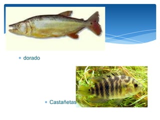dorado




         Castañetas
 