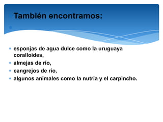 También encontramos:


esponjas de agua dulce como la uruguaya
coralloides,
almejas de río,
cangrejos de río,
algunos animales como la nutria y el carpincho.
 