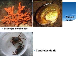 Almeja
                                          de río


esponjas coralloides




                       Cangrejos de río
 