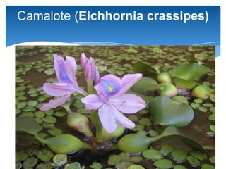 Camalote (Eichhornia crassipes)
 