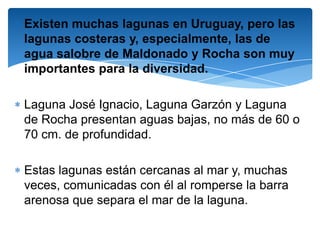 Existen muchas lagunas en Uruguay, pero las
lagunas costeras y, especialmente, las de
agua salobre de Maldonado y Rocha son muy
importantes para la diversidad.

Laguna José Ignacio, Laguna Garzón y Laguna
de Rocha presentan aguas bajas, no más de 60 o
70 cm. de profundidad.

Estas lagunas están cercanas al mar y, muchas
veces, comunicadas con él al romperse la barra
arenosa que separa el mar de la laguna.
 