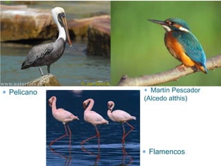 Pelicano     Martín Pescador
           (Alcedo atthis)




            Flamencos
 