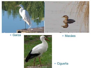 Garza       Macáes




        Cigueña
 