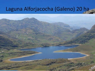 Laguna Alforjacocha (Galeno) 20 ha
 