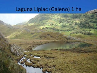 Laguna Lipiac (Galeno) 1 ha
 