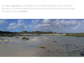 En  Las Lagunitas  se establece un perfecto equilibrio entre el medio terrestre y el marino dando pie al desarrollo de un rico ecosistema que se conoce como  saladar 