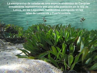 La siempreviva de saladar es una especie endémica de Canarias actualmente representada por una sola población en la isla de Lobos, en las Lagunitas, habiéndose extinguido en las  islas de Lanzarote y Fuerteventura. 