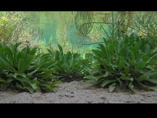 Su área de distribución apenas llega a 0,5 km² 