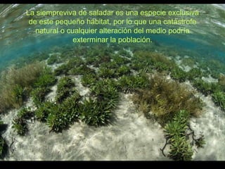 La siempreviva de saladar es una especie exclusiva de este pequeño hábitat, por lo que una catástrofe natural o cualquier alteración del medio podría exterminar la población. 