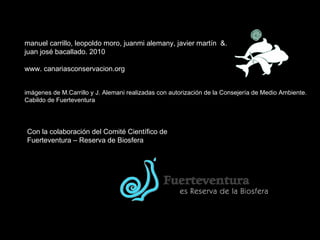 manuel carrillo, leopoldo moro, juanmi alemany, javier martín  &. juan josé bacallado. 2010 www. canariasconservacion.org imágenes de M.Carrillo y J. Alemani realizadas con autorización de la Consejería de Medio Ambiente. Cabildo de Fuerteventura Con la colaboración del Comité Científico de Fuerteventura – Reserva de Biosfera 