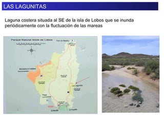 LAS LAGUNITAS Laguna costera situada al SE de la isla de Lobos que se inunda periódicamente con la fluctuación de las mareas 