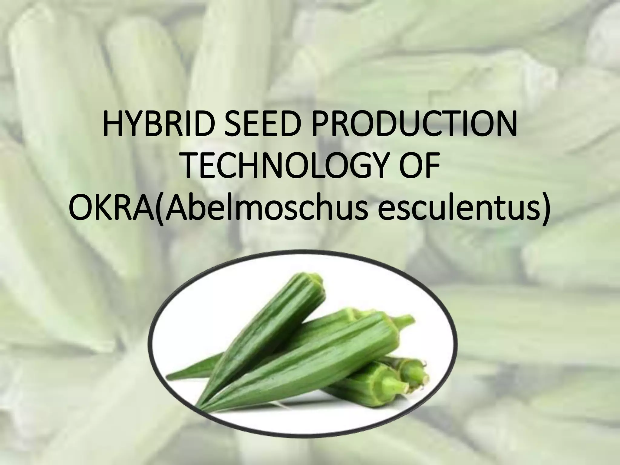 HYBRID SEED PRODUCTION OF OKRA PPT